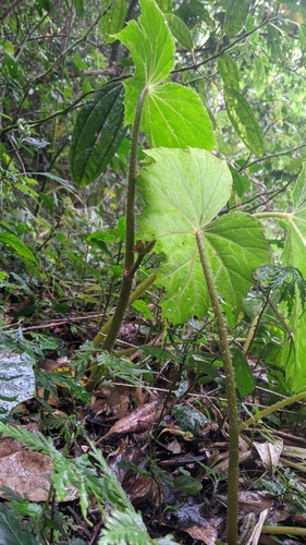 Begonia formosana iNat (1)