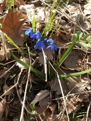 Scilla siberica