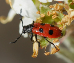 Pelonides quadripunctata