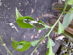 Papilio demoleus