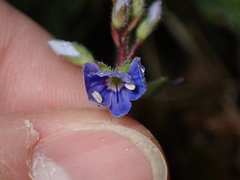 Veronica chamaedrys