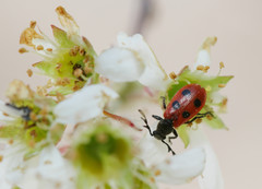Pelonides quadripunctata