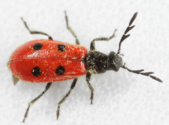 Pelonides quadripunctata