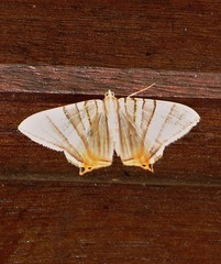 Phrygionis platinata