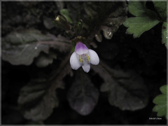 Mazus alpinus