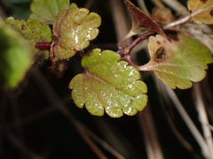 Veronica chamaedrys