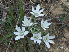 Ornithogalum refractum