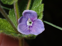 Veronica chamaedrys