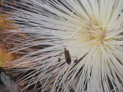 Chondrocera mirabilis