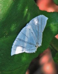 Epiplema albipennaria