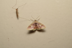 Idaea roseomarginaria