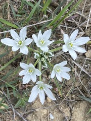 Ornithogalum refractum