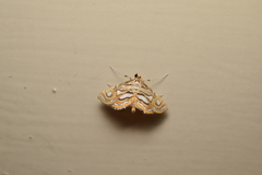 Paracymoriza prodigalis