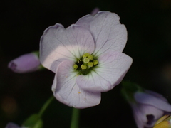 Cardamine pratensis