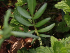 Cardamine pratensis
