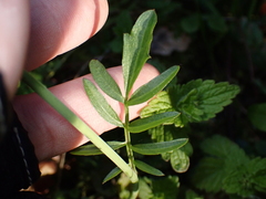 Cardamine pratensis
