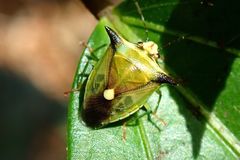 Anaca fasciata