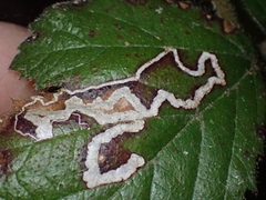 Lepidoptera