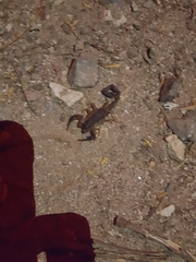 Centruroides limbatus