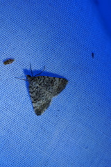 Dichromodes semicanescens