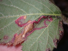 Lepidoptera