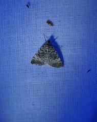 Dichromodes semicanescens