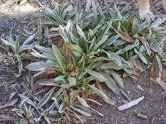 Robinsonecio gerberifolius