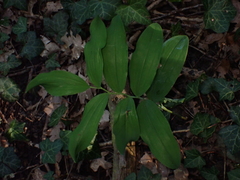 Polygonatum multiflorum