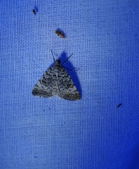 Dichromodes semicanescens