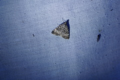 Dichromodes semicanescens