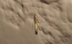 Cosmopterix flavidella