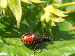 Rhacognathus punctatus