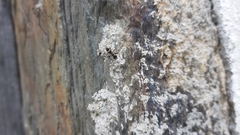 Raglius confusus