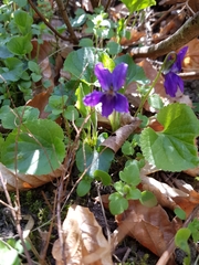 Viola odorata