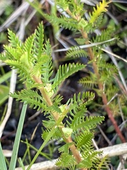 Proserpinaca pectinata