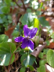 Viola odorata