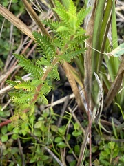 Proserpinaca pectinata