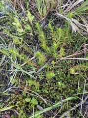 Proserpinaca pectinata