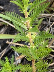 Proserpinaca pectinata