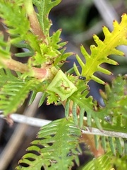 Proserpinaca pectinata