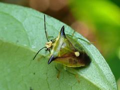 Anaca fasciata