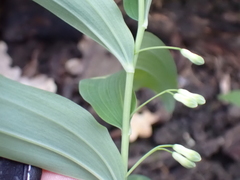 Polygonatum multiflorum