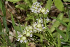 Valerianella discoidea