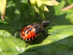 Rhacognathus punctatus