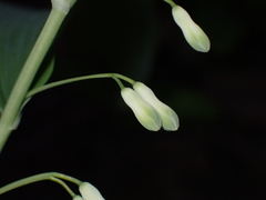 Polygonatum multiflorum