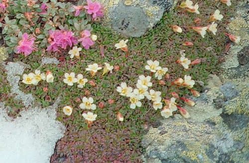 Diapensia lapponica legacy iNaturalist observation