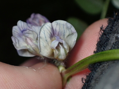 Vicia sepium