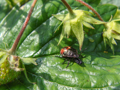 Rhacognathus punctatus