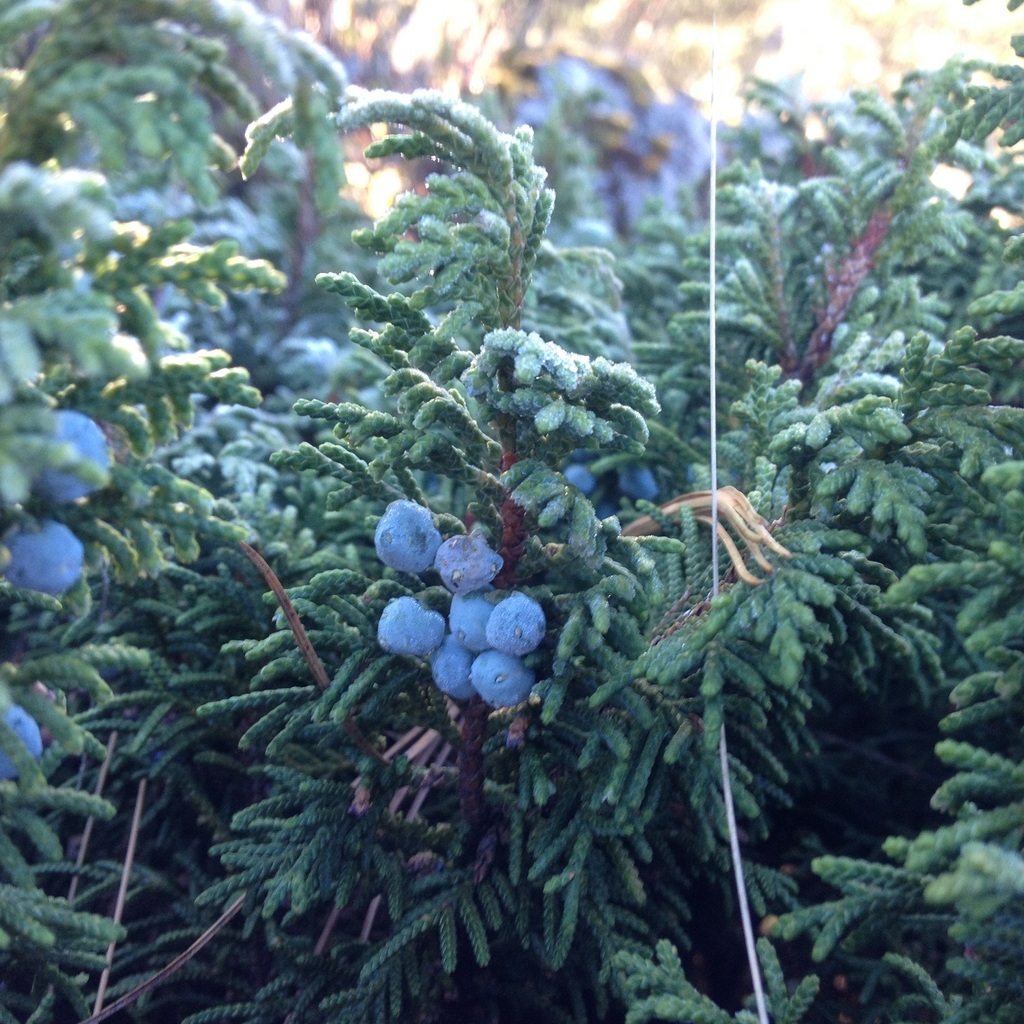 Mexican alpine juniper (Juniperus monticola compacta) - Botanical Realm