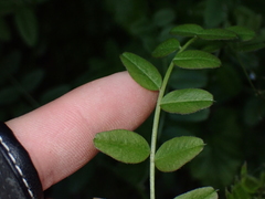Vicia sepium